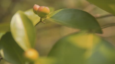 Inclinación-Macro-De-Plantas-Frutales-Con-Hojas-Verdes.