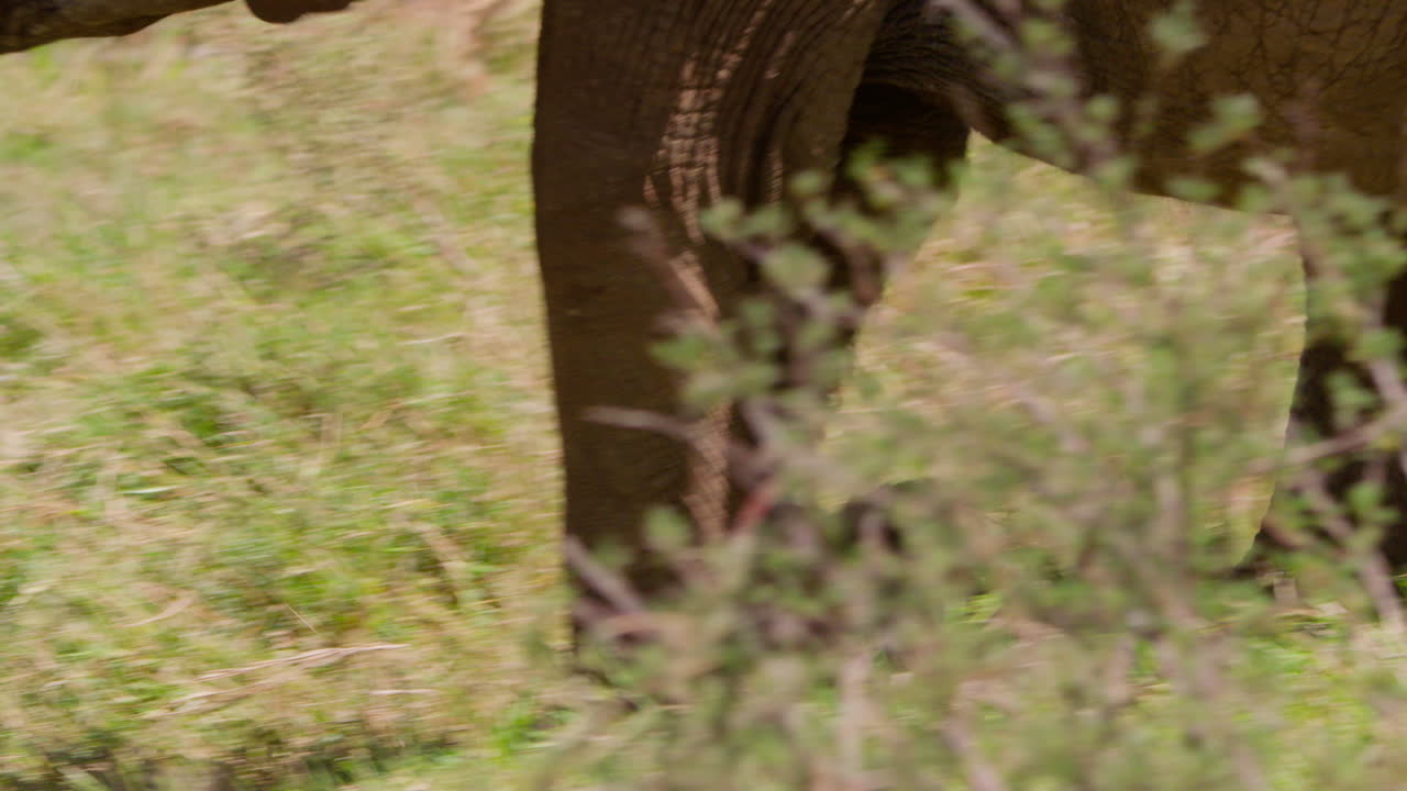 Zampe di cuccioli di elefante africano della savana che camminano