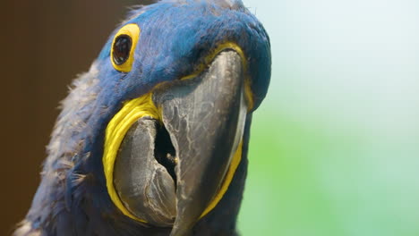 Close-up-portrait-of-the-face-of-a-beautiful-blue-Hyacinth-Macaw