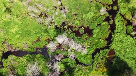 Aerial-bird's-eye-view-of-wetlands-landscape-in-Snohomish,-Washington-State