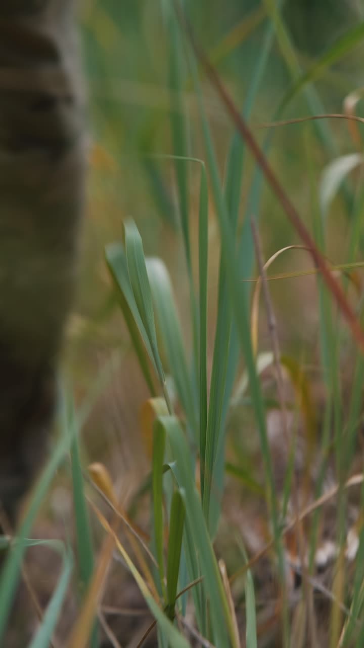 soldado en camuflaje
