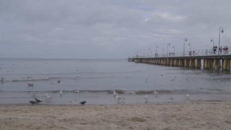 Un-Grupo-De-Pájaros-Cerca-Del-Muelle-En-Orlowo