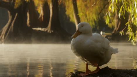 a white duck resting on a morning next to the beautiful lake of camécuaro