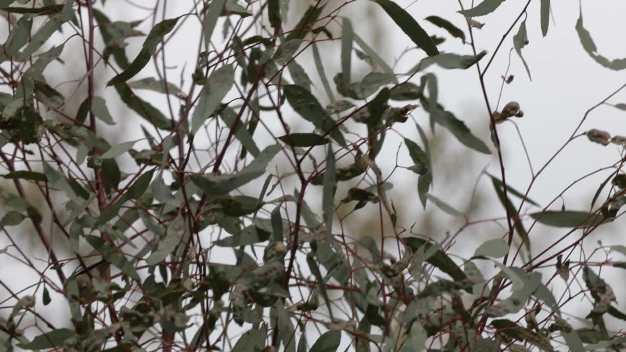 pardalote estriado saltando entre las ramas de un árbol de eucalipto joven