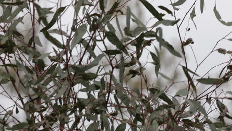 Pardalote-Estriado-Saltando-Entre-Las-Ramas-De-Un-árbol-De-Eucalipto-Joven