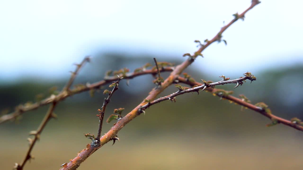 close up shot of Acacia tree thorns in Africa kenya savanna