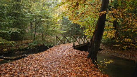 autumn bridge in the forest