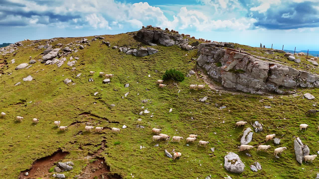 White fluffy sheep walking one by one by the green mountain slope. Footage over the pasture with livestock