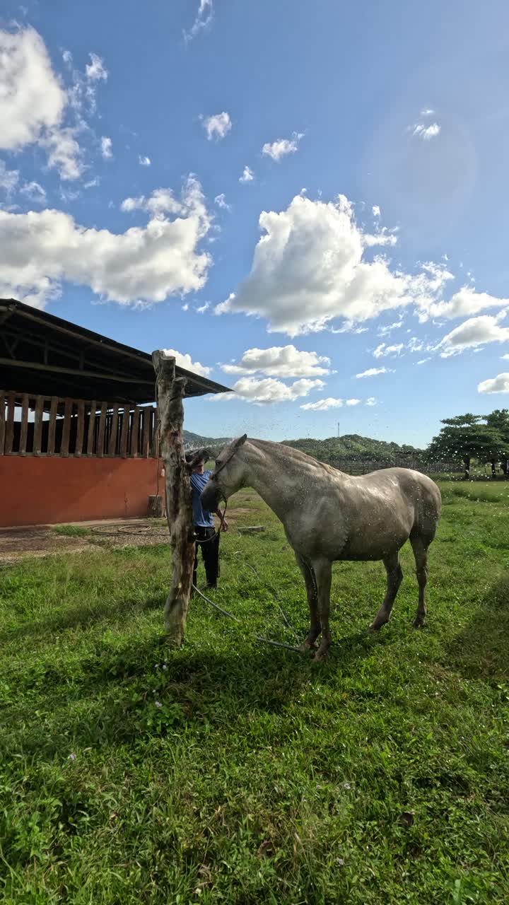 Persona che lava un cavallo in un campo erboso in una giornata di sole.