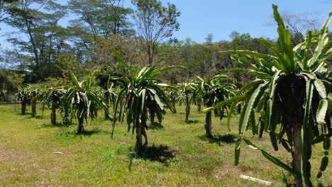 árboles de cactus pitahaya maduros de frutas de dragón en el huerto