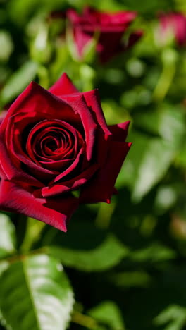 closeup of beautiful red roses