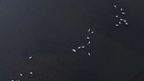 Aerial-top-down-shot-of-flamingos-in-Axios-Delta-National-Park,-Greece