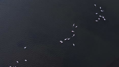 Toma-Aérea-De-Arriba-Hacia-Abajo-De-Flamencos-En-El-Parque-Nacional-Del-Delta-De-Axios,-Grecia