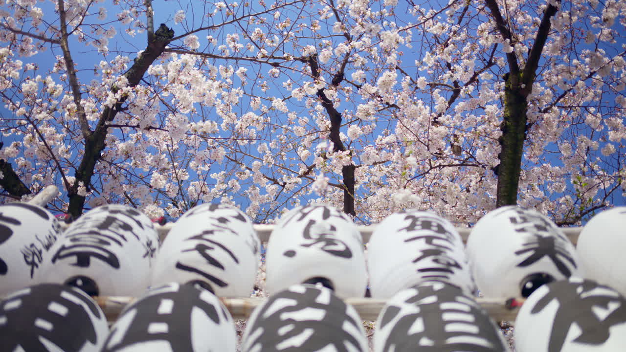 White paper lanterns with cherry blossoms on the background in the courtyard of the Senso-ji temple in Asakusa, Tokyo, Japan. Translation:" Emperor names"