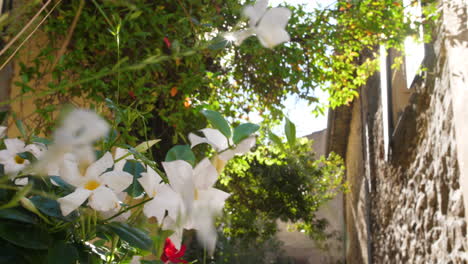 white flowers gassin streets french village beautiful sun flare