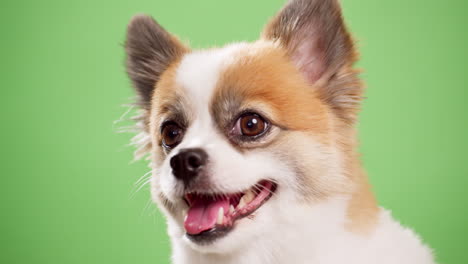 Retrato-Del-Lindo-Cachorro-Esponjoso-De-Pomeranian-Spitz