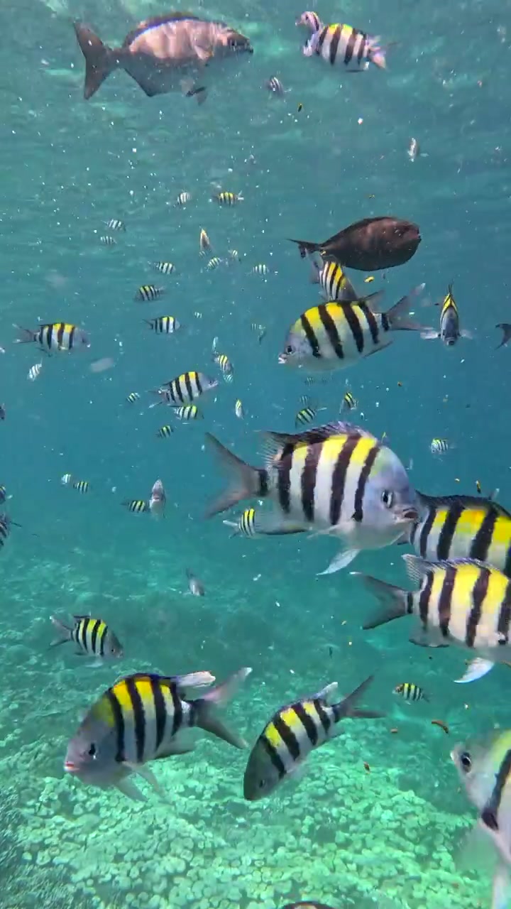 Metraje vertical para redes sociales: bajo la superficie del Parque Nacional Raja Ampat.