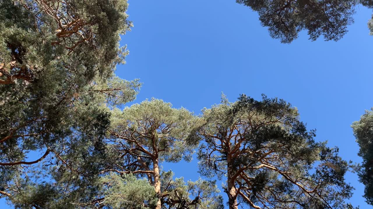 Circular view of the canopy of tall pine trees in the forest.