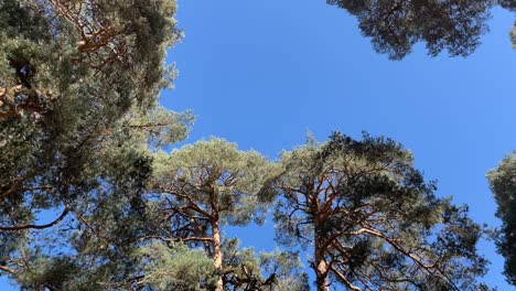 circular view of the canopy of tall pine trees in the forest.