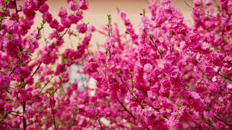 las flores rosas en primavera
