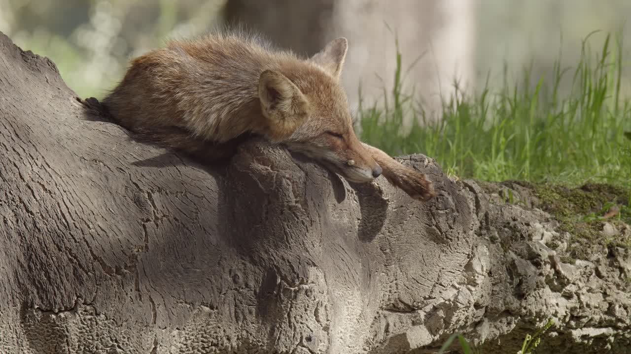 Female red fox (vulpes vulpes) resting next its den, during the breeding season in the Tiétar Valley, in Spain