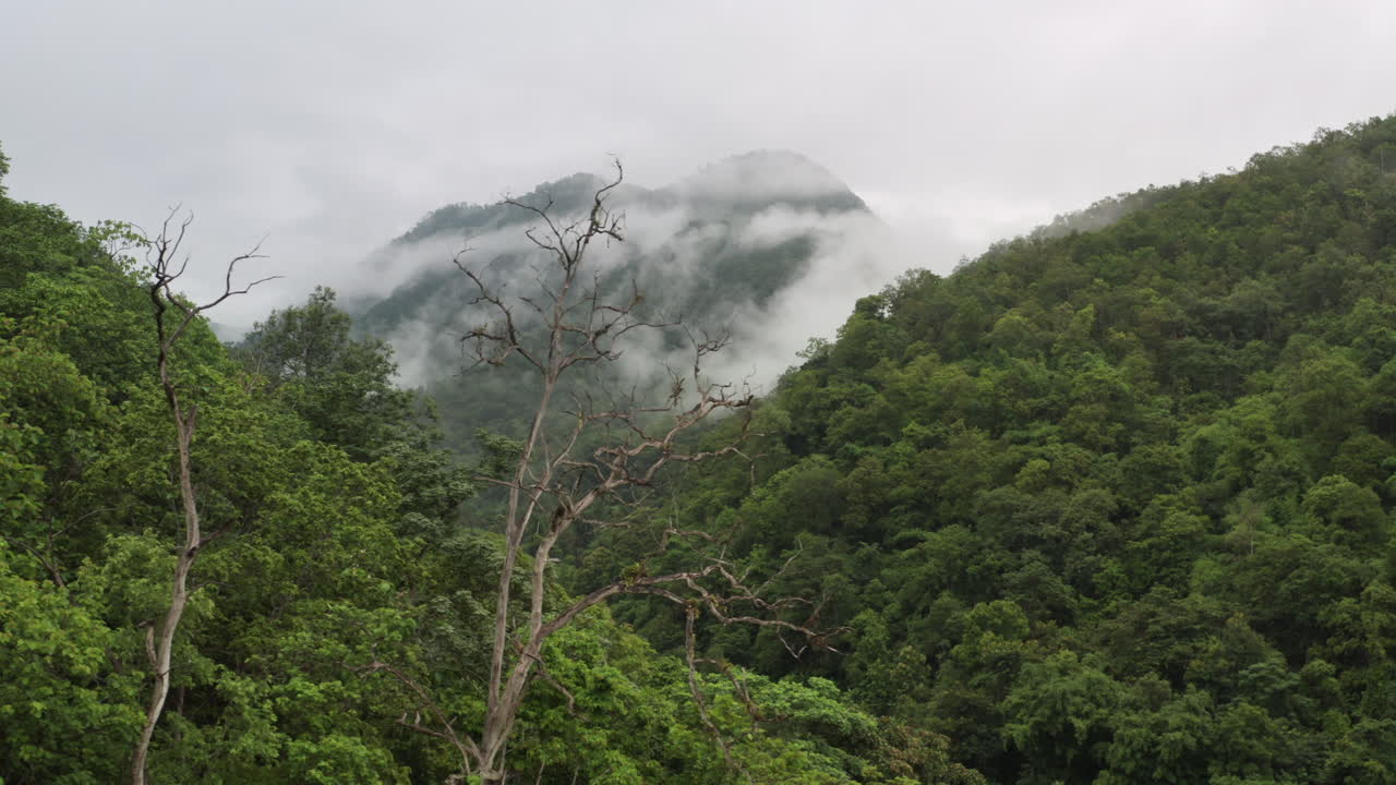 인도네시아 수마트라의 울창한 열대우림 위를 날아다니는 드론