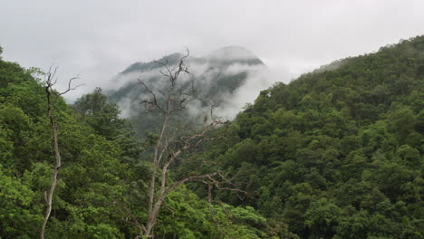 vuelo aéreo de drones sobre la exuberante selva tropical en sumatra, indonesia