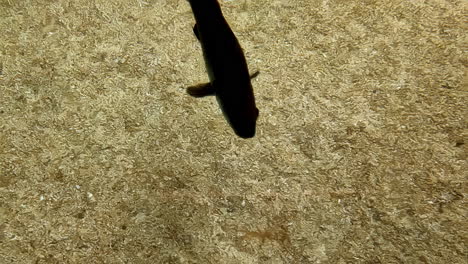black fish swimming in sandy bottom
