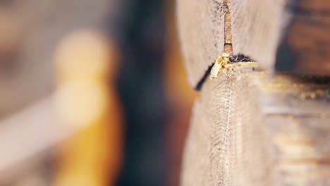 Macro-Slow-motion-The-bee-arrives-brings-construction-material-builds-nest