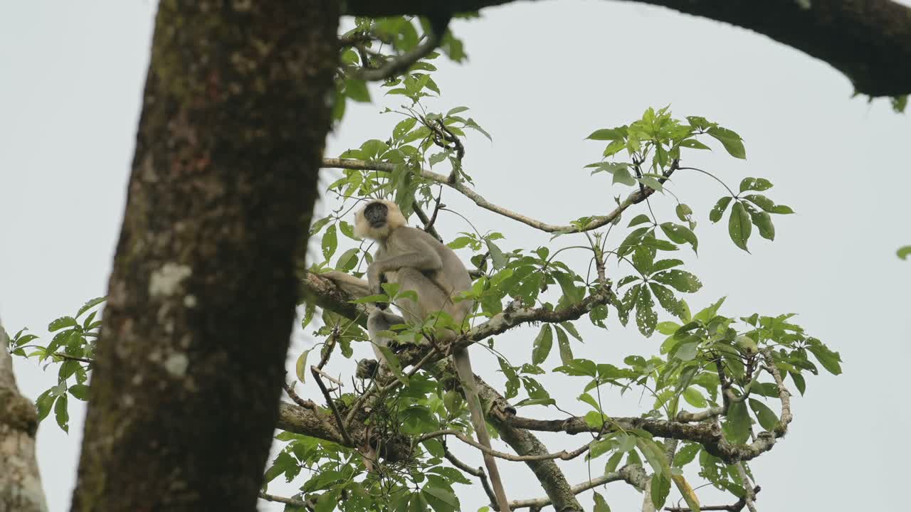 mono en la reserva de vida silvestre de chitwan en nepal, monos langur comunes en el parque nacional de chitwan, animales y naturaleza de asia y nepal, trepando en un árbol
