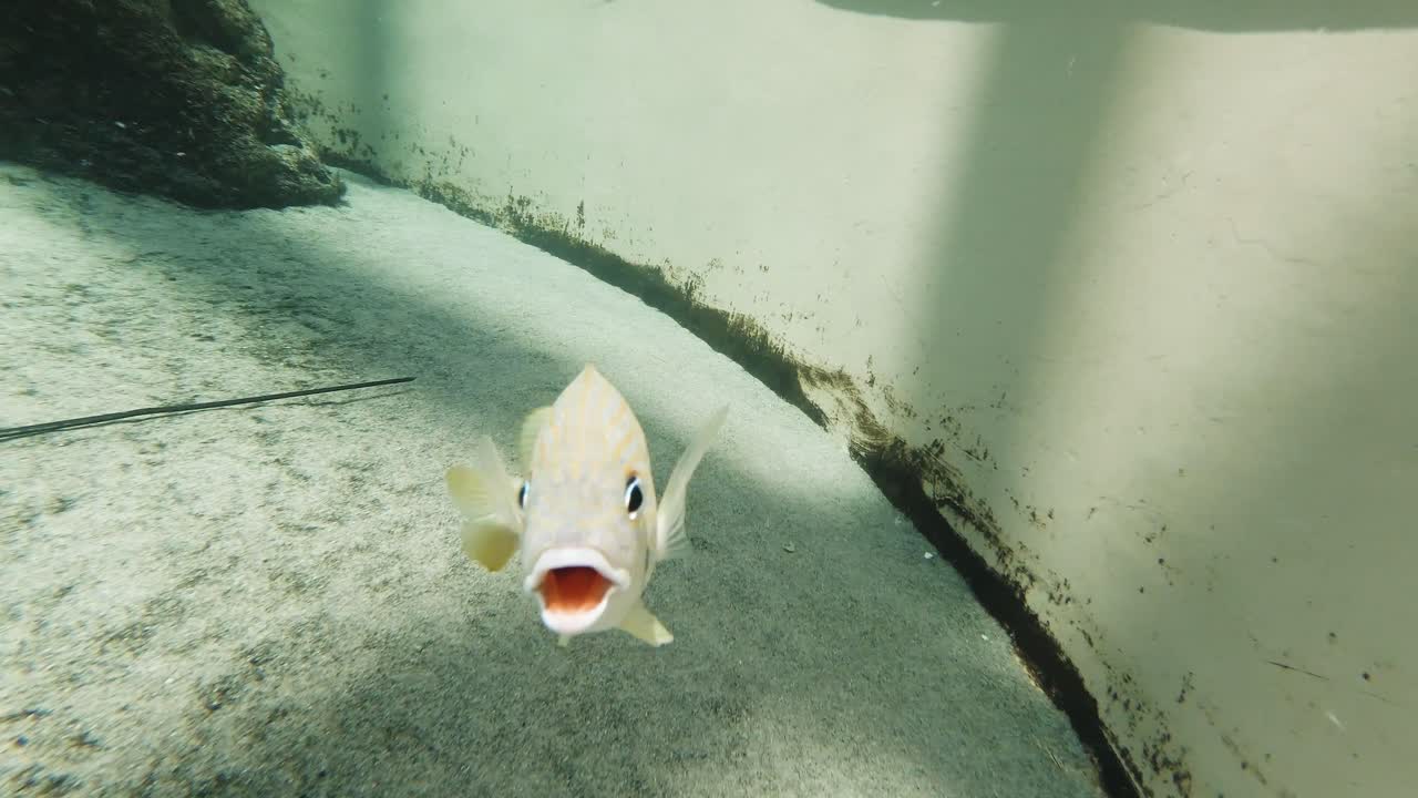 입을 벌리고 카메라를 향해 헤엄치는 물고기의 재미있는 느린 동작