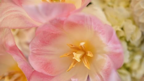 full frame close up, inside pink tulip