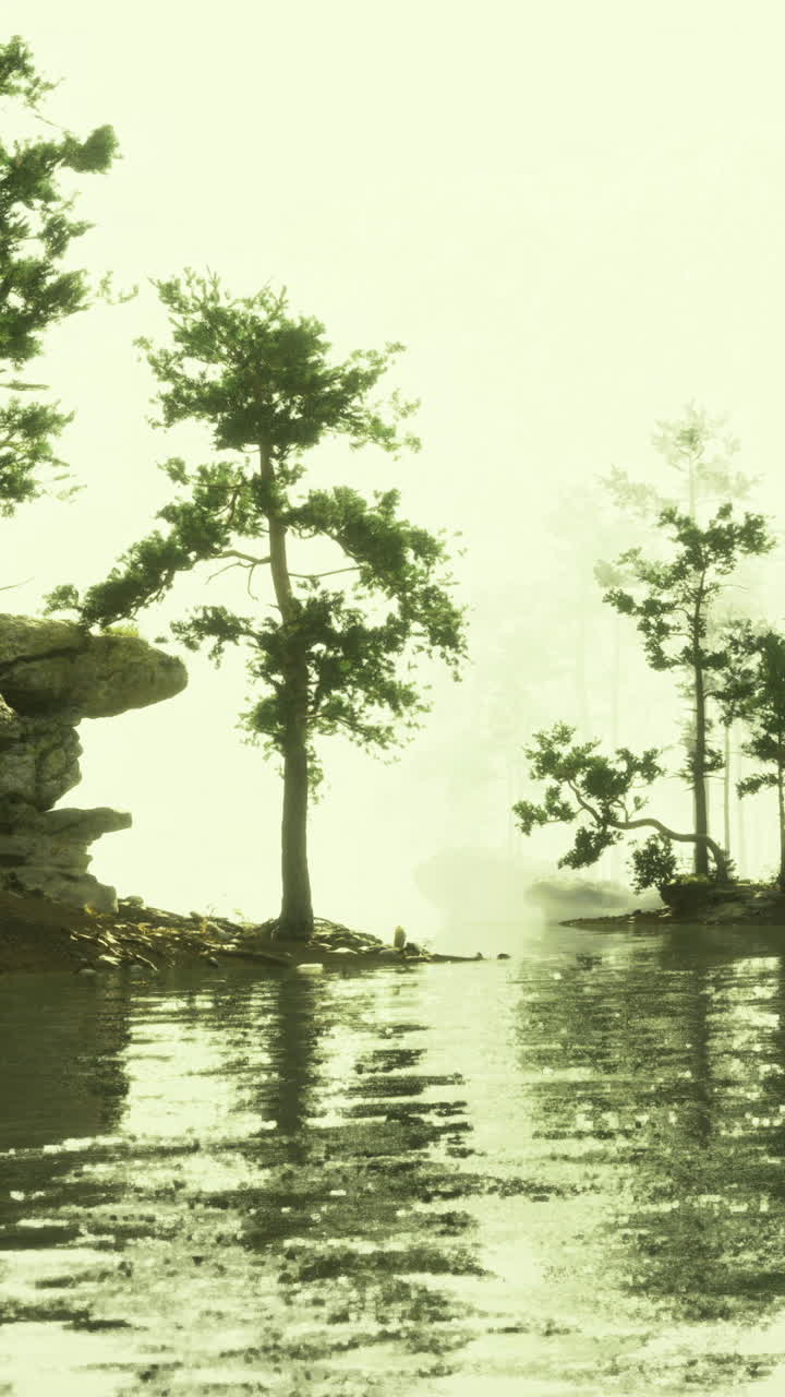 Reflection of trees on calm water surface in a serene natural setting