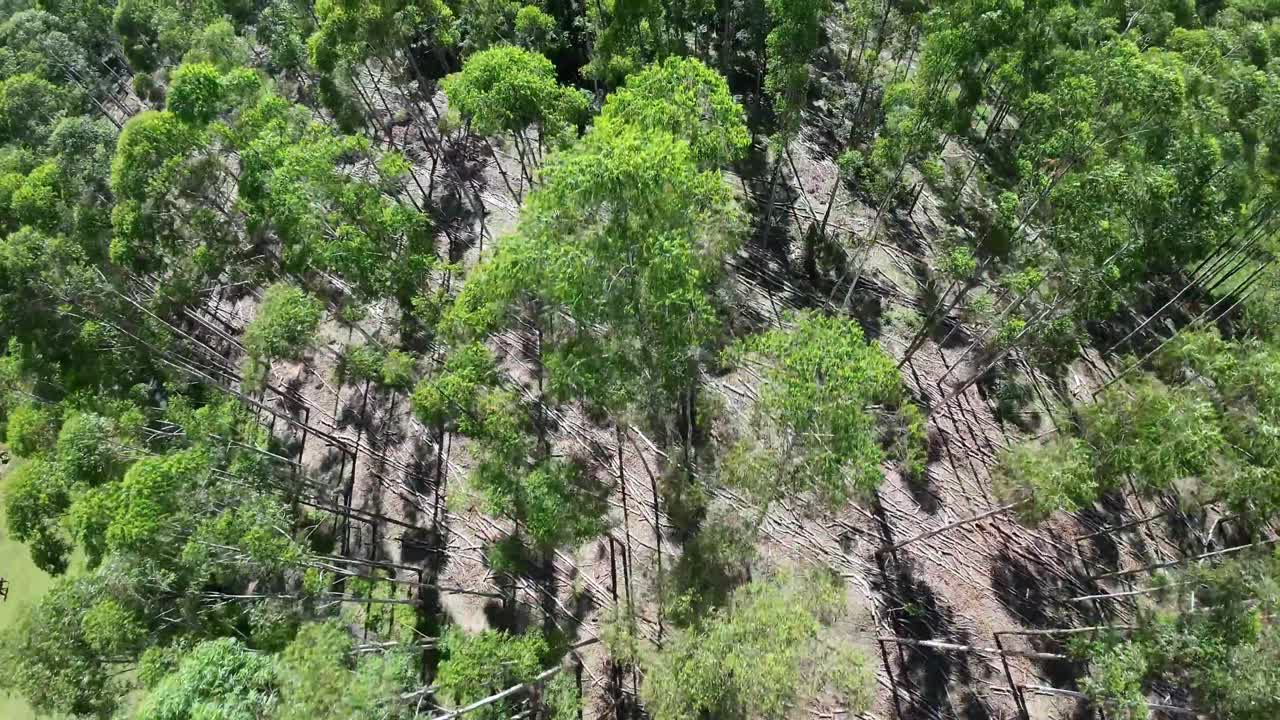 bosque de eucaliptos en el paisaje campestre en el campo de la escena rural
