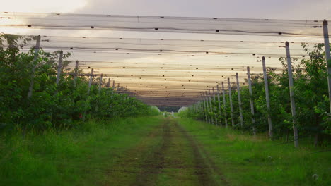 Agronomie-Bauernhof-Plantagenhaus-Ohne-Menschen.-Leerer-Garten-Obstgarten-Hintergrund.