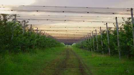agronomía granja casa de plantación sin gente. jardín vacío frutal de fondo.