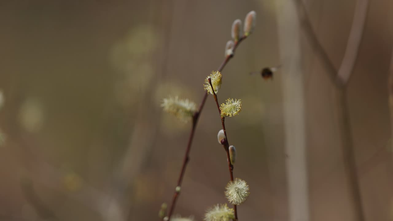abejorro y gatitos de sauce de primavera