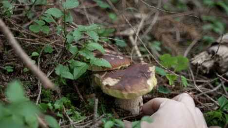 El-Primer-Plano-De-Un-Hombre-Recogiendo-A-Mano-Dos-Hermosos-Hongos-Porcini-Orgánicos-Del-Suelo-En-El-Bosque