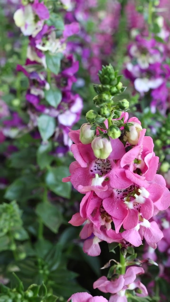 Time-lapse di fiori che sbocciano in un giardino vivace