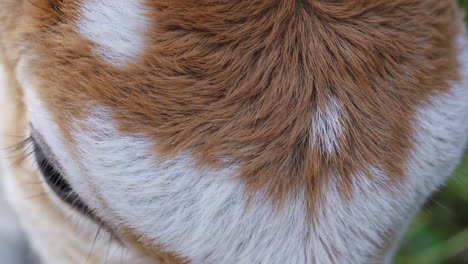 close-up of dog fur