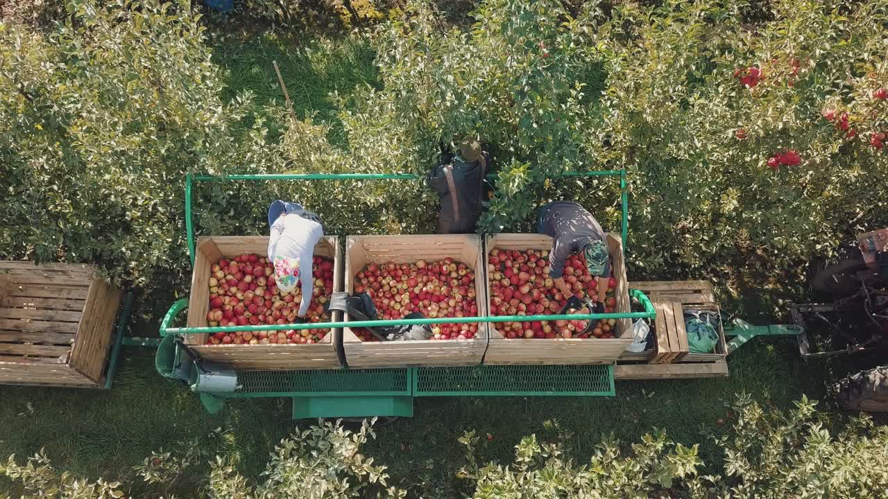 People pick apples and put them in wooden boxes on the trailer for transportation and further sale in summer season. Aerial view.