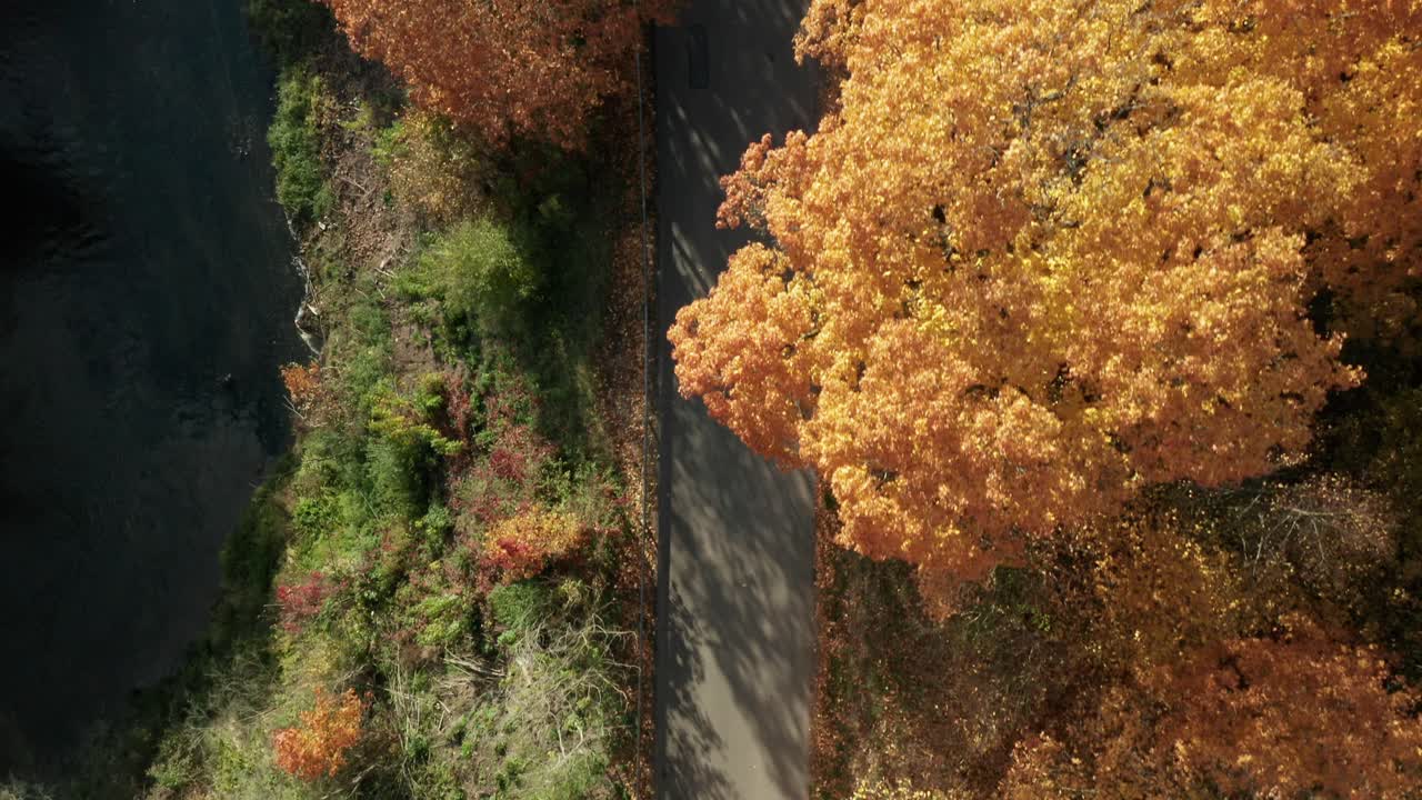 AERIAL: Top down Flight over the forest in fall season and Road with moving cars inside the woodland near the river