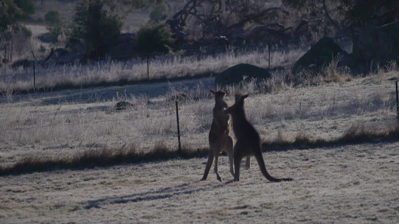 peleando con canguros enojado porque novia lucha combate de boxeo australia interior captado por la cámara en la naturaleza increíble patada de puñetazo de cola por taylor brant película