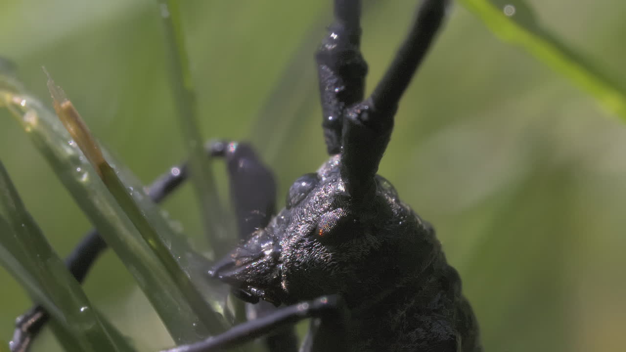 primer plano de un escarabajo negro en la hierba
