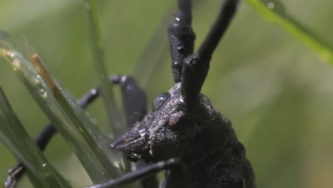 close-up of a black beetle on grass