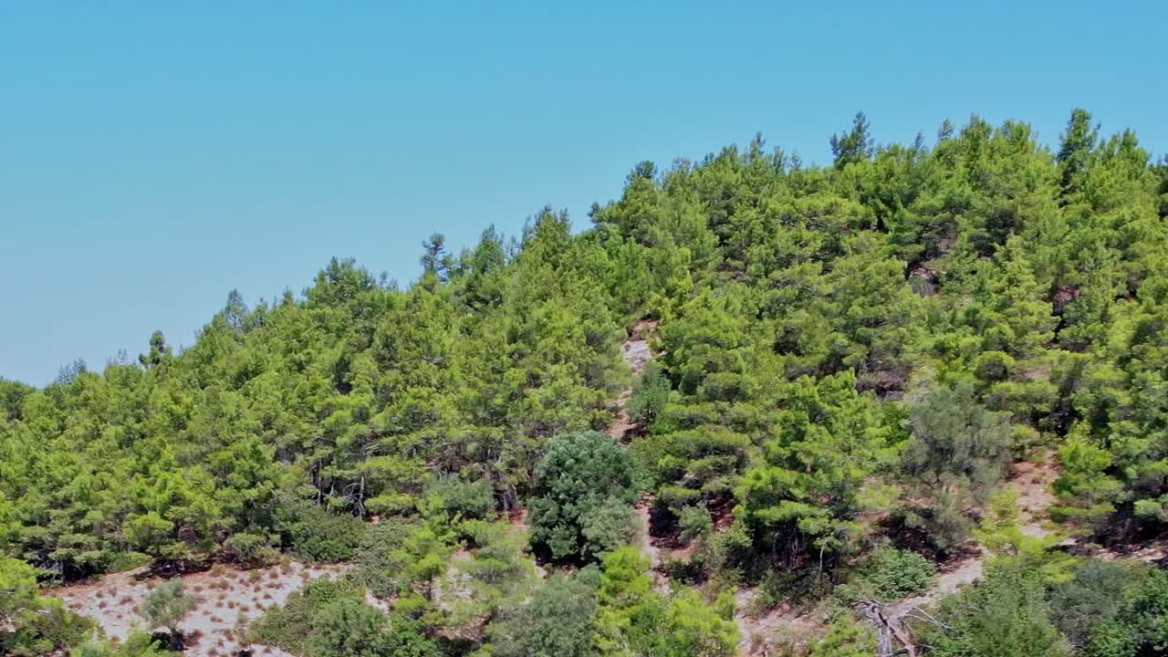 Forest landscape in Rhodes, Greece with green trees and clear sky