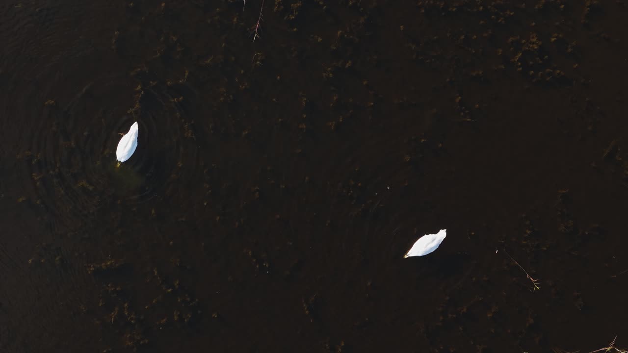 Two swans feeding peacefully in a serene lake, top-down view