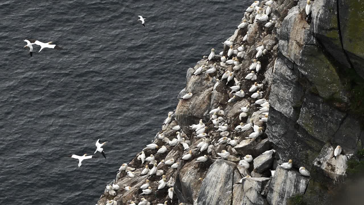 Slow motion shot of northern gannets on a remote cliff above the ocean. Birds rest on rocks while others glide through the air in a dramatic coastal scene