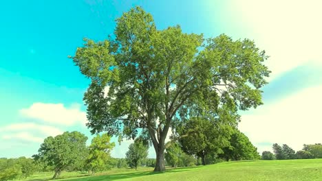 Hd-Dando-Vueltas-A-Un-árbol-Enorme,-Tiro-3