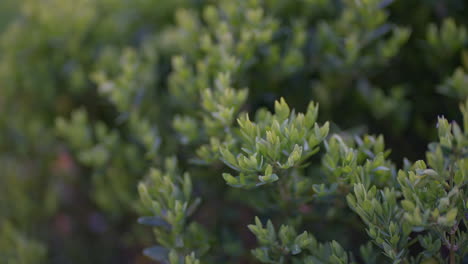 Close-up-of-shrubbery-with-out-of-focus-background